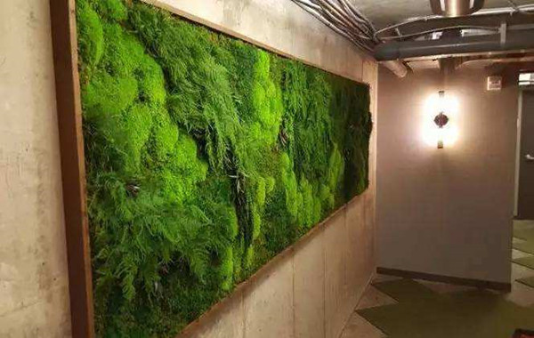 成都植物墙公司介绍什么是永生植物墙
