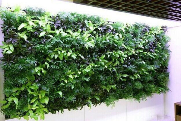 成都植物墙公司介绍植物墙在夏季的作用