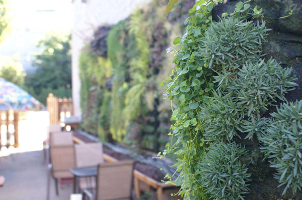 成都立体绿化公司介绍植物墙植物如何选择