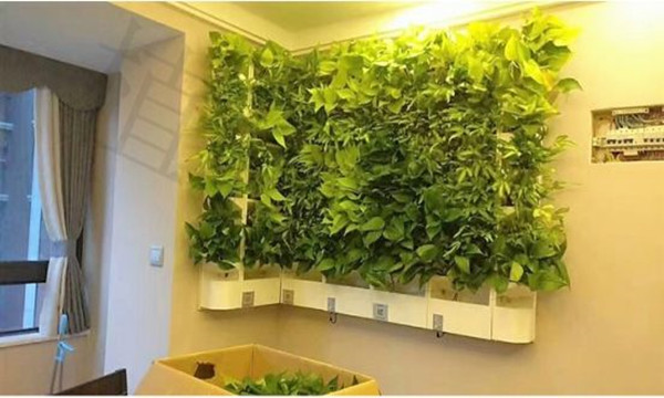 植物墙公司介绍植物墙走进家居的趋势