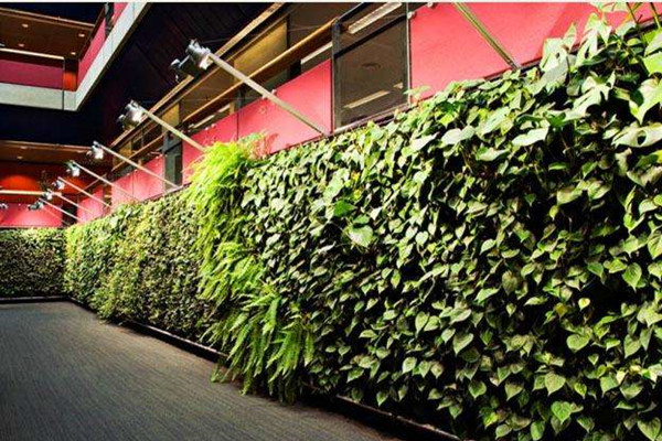 成都植物墙公司介绍春季植物墙打造要点